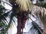 coconut tree