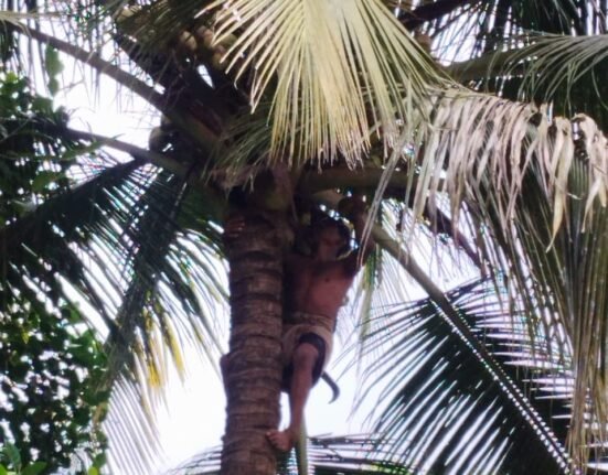 coconut tree