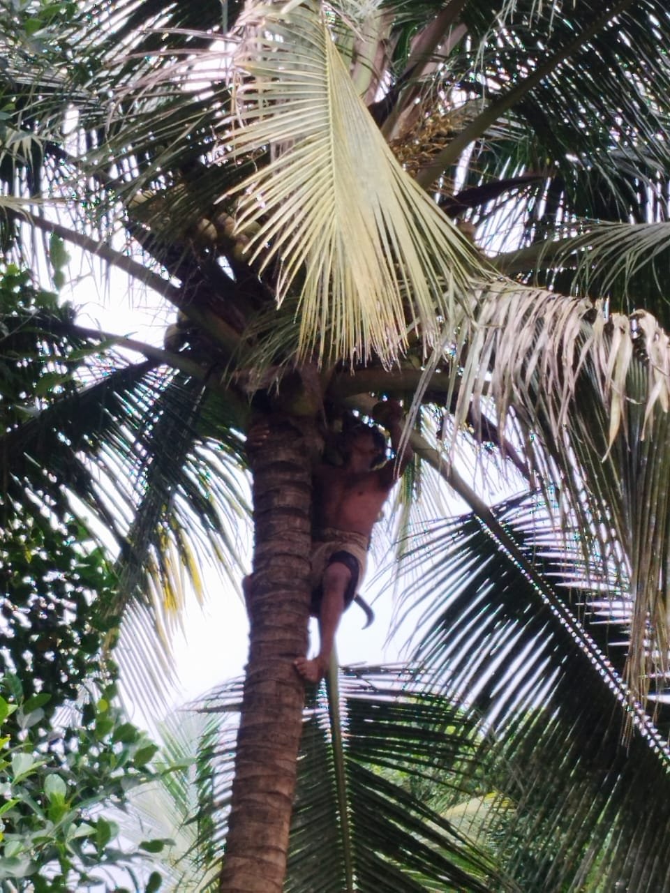 coconut tree